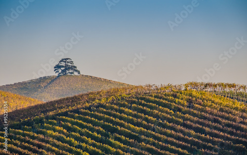 Vista panoramica delle colline e dei vigneti delle Langhe in autunno photo