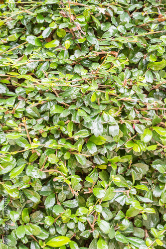 Siamese rough bush photo