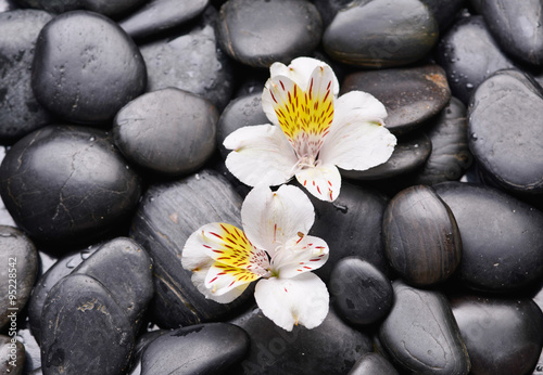 Two white orchid on black stones 