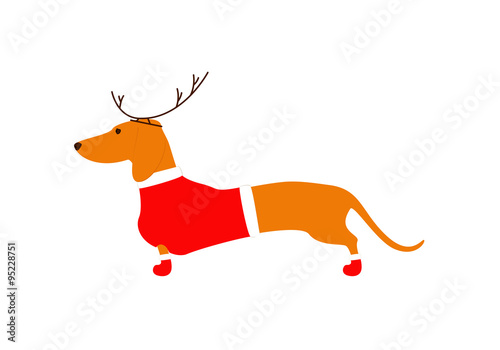 Dachshund in reindeer horns and Christmas suit
