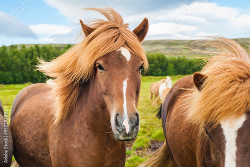 Beautiful brown icelandic horses in nature. Southern Iceland.