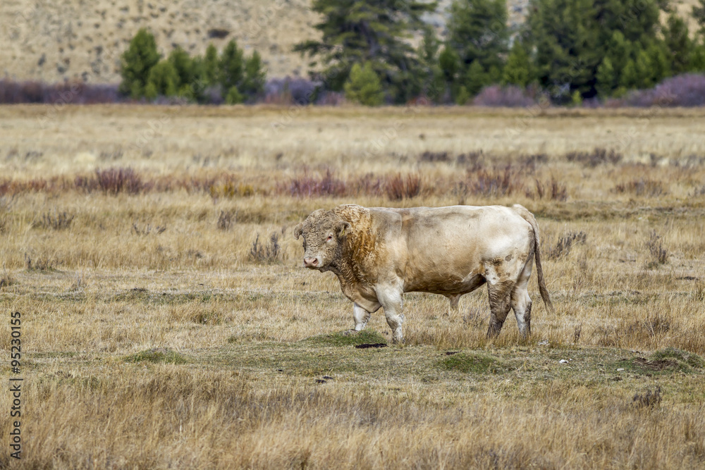 Bull in the field.