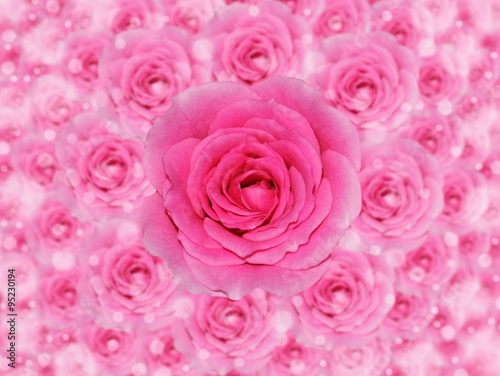 Pink rose/Beautiful pink rose on pink roses background.