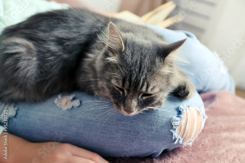Foto Grey lazy cat sleeping on woman's knees in the room