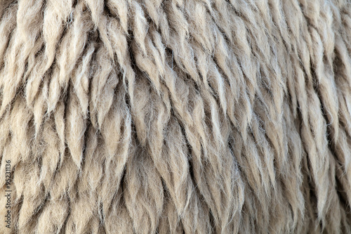 Sheepskin/Dirty sheepskin use as background.
