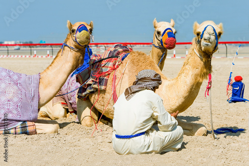 Dubai, camel racing in relax in the outskirts of the city