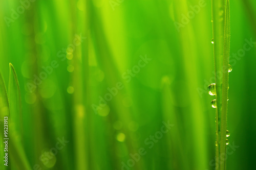 Morning dew, fresh green grass and rain drops background