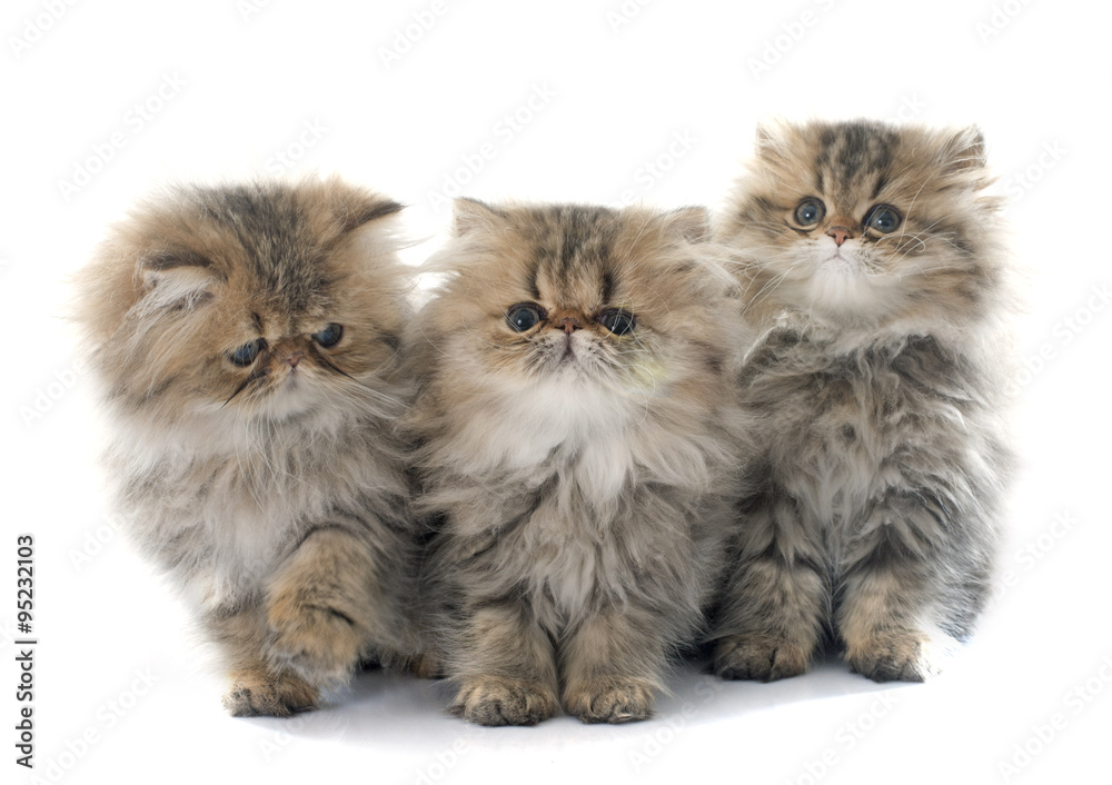 persian kitten persian kitten