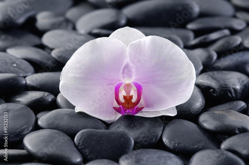 White orchid on zen black stones 