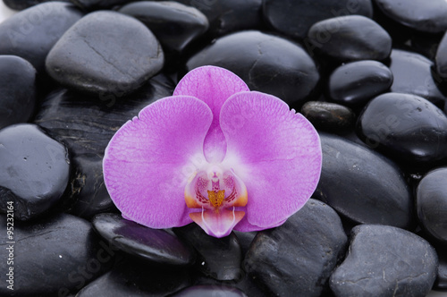 Pink orchid on zen black stones 