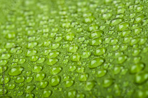 water drops on green plant leaf