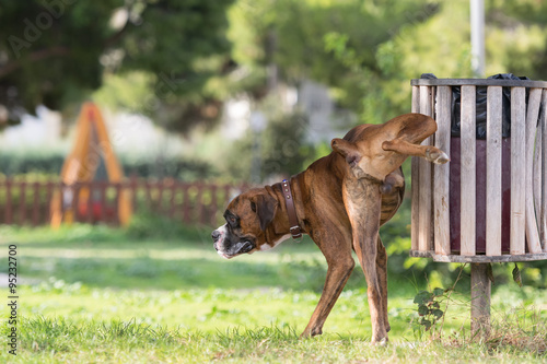 Big dog boxer peeing in a park.
 photo