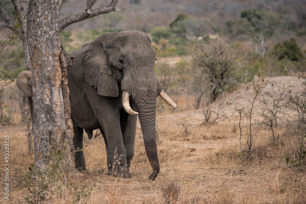 elefant in south africa