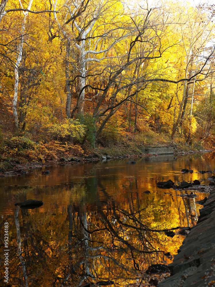 Autumn forest with river. Park in fall