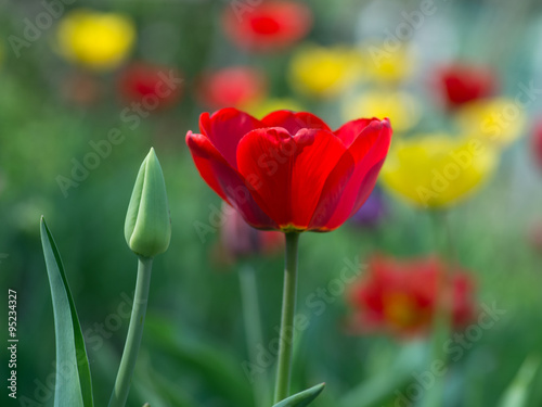 Цветок тюльпан красный. Нежный весенний цветок на фоне поля тюльпанов