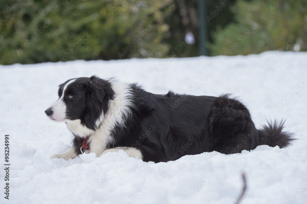 Dog resting in the snow Dog resting in the snow