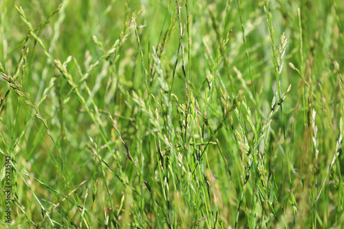 Close up view of wild green grass at sunny summer day
