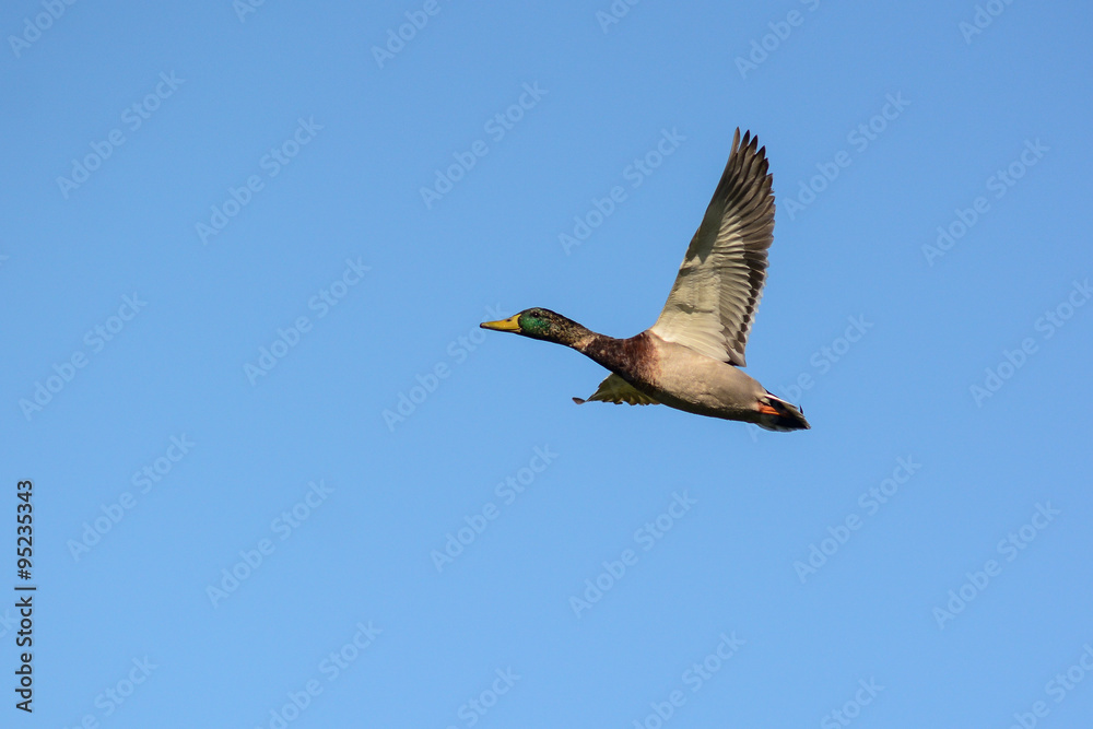 Fototapeta premium Germano reale (Anas platyrhyinchos) in volo