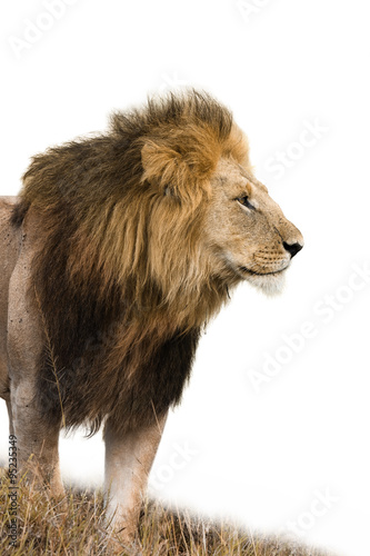 Portrait of a male lion isolated on white