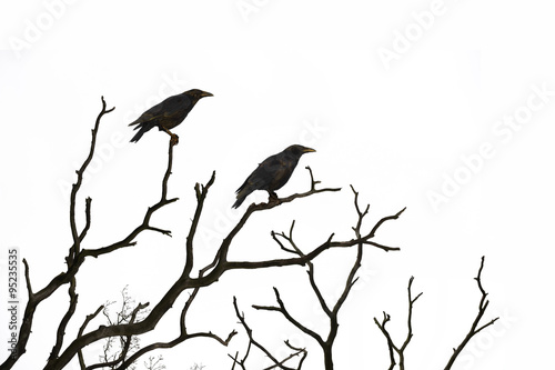 Dead tree with crows isolated on white © Ana Gram