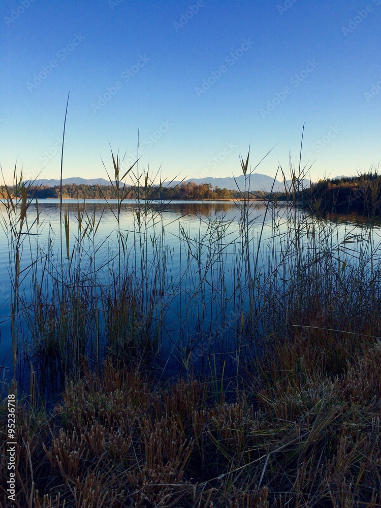 Fototapeta premium Schilfufer am Ostersee