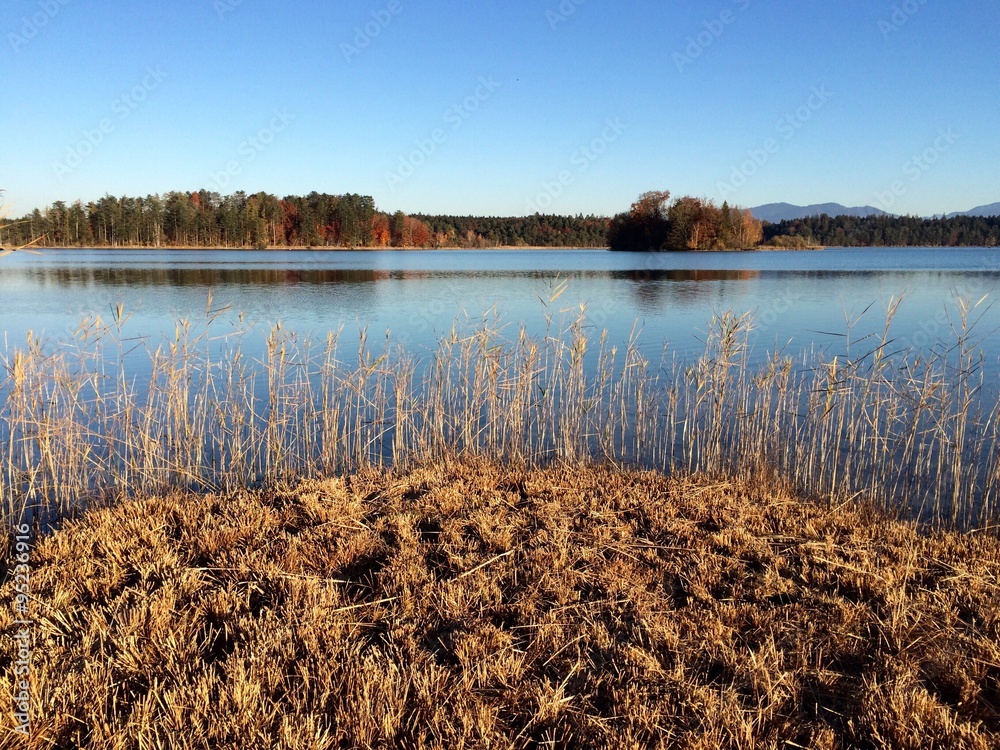 Fototapeta premium Schilf am See