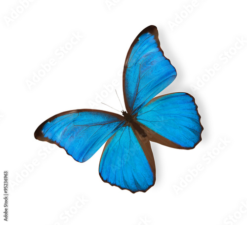 Blue butterfly isolated on white © Aleksandr Kurganov