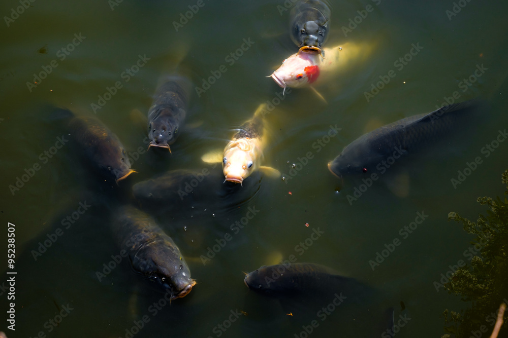 Fototapeta premium Japanese koi fishes