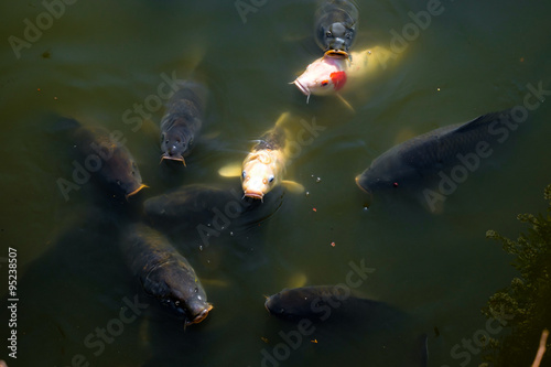 Japanese koi fishes