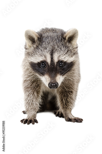 Portrait of a beautiful raccoon © sonsedskaya