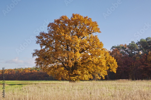 Eiche im Herbstlaub Naturdenkmal Schwebheim