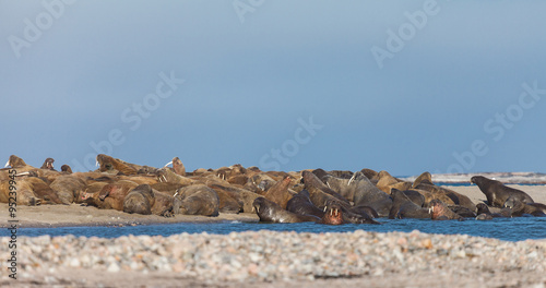 sealion in Arctic