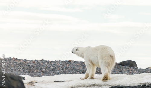 polar bear in arctic