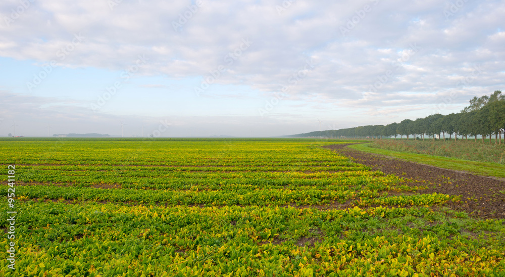 Field below a blue cloudy sky in autumn Field below a blue cloudy sky in autumn