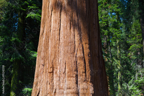 Giant Sequoia redwood trees in Sequoia national park