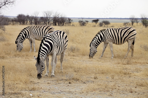 Damara zebra, Equus burchelli Etosha, Namibia