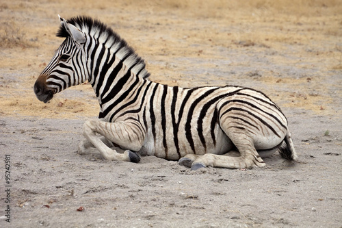 Damara zebra, Equus burchelli Etosha, Namibia