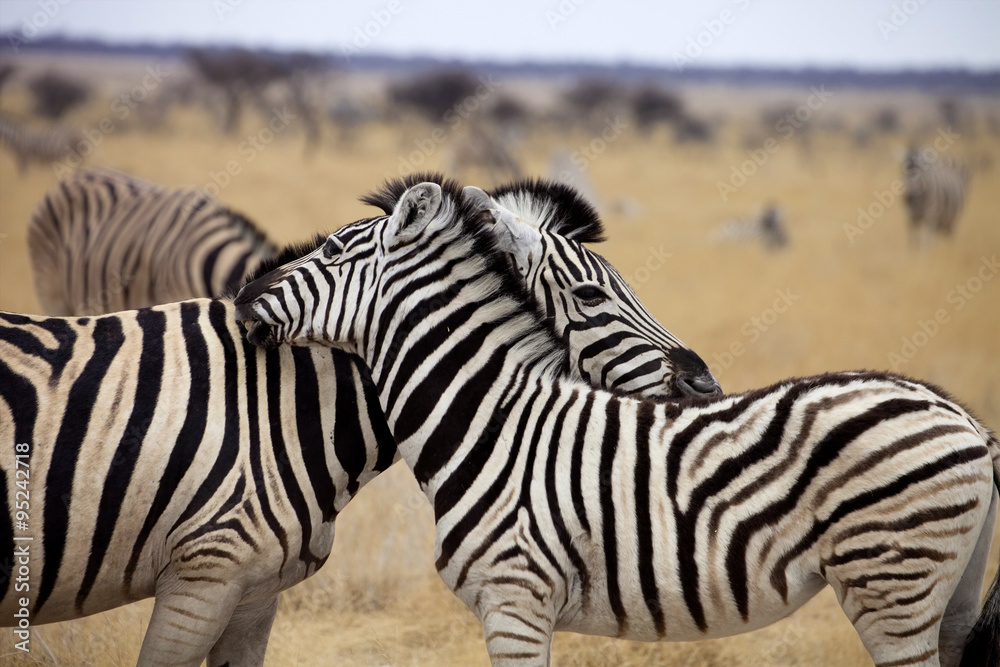 Damara zebra, Equus burchelli Mutual hair care, Etosha, Namibia