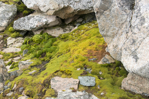 mousse, lichen, base antarctique Primavera, Terre de Graham, Antarctique photo