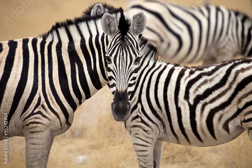 Damara zebra, Equus burchelli Mutual hair care, Etosha, Namibia