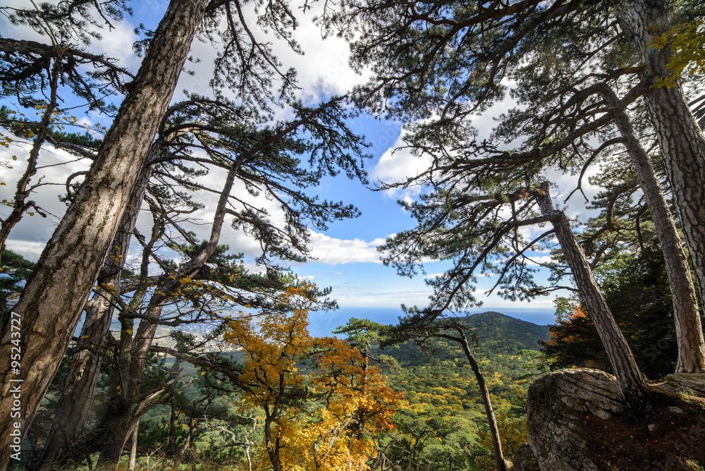 Fototapeta premium Mountain forest on top of a mountain in Crimea.