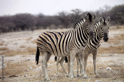 Damara zebra  Equus burchelli  herd in steppe  Etosha  Namibia