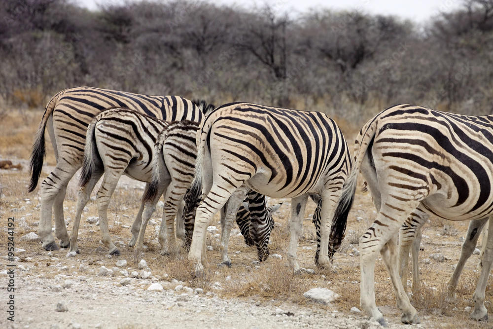 Obraz premium Damara zebra, Equus burchelli herd in steppe, Etosha, Namibia