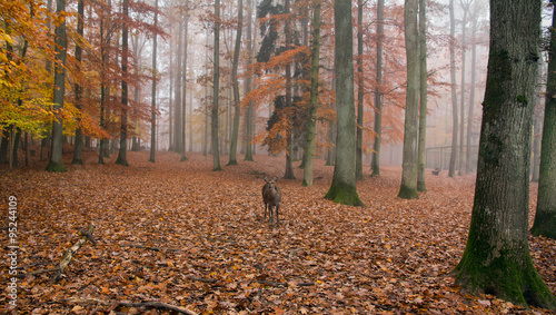 Nebliger Herbstwald mit Sikawild