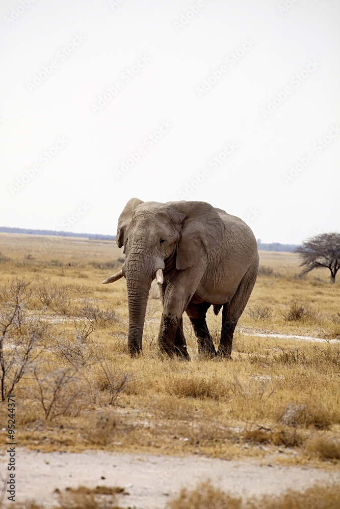 Obraz premium The old African elephant Loxodonta africana bush in the Etosha National Park, Namibia
