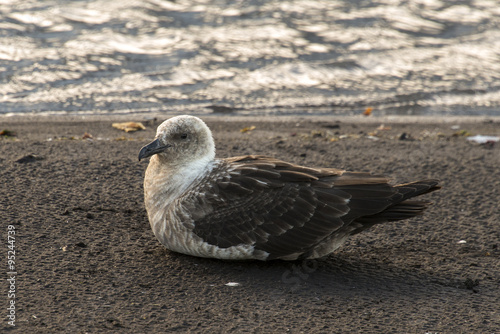 Labbe de McCormick,, Stercorarius maccormicki, Antarctique photo