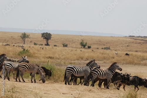 Zebra at Masai Mara  Kenya  Africa
