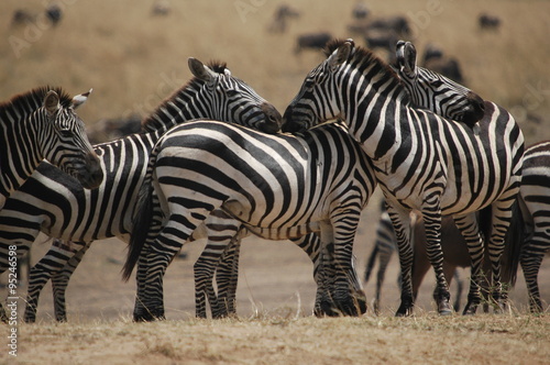 Zebra at Masai Mara, Kenya, Africa