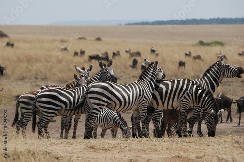 Zebra at Masai Mara, Kenya, Africa © PROMA