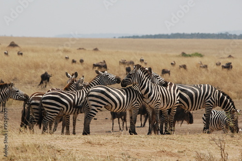 Plains zebra  Equus quagga  at Masai Mara